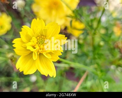 Eine helle Blume aus Schwefel-Kosmos wächst im Garten Stockfoto