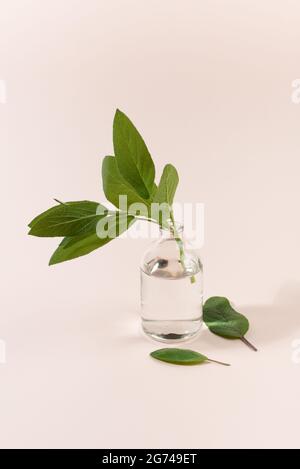 Zweig aus frischen Salbeiblättern in Glasflasche. Isoliert auf hellem Hintergrund. Stockfoto