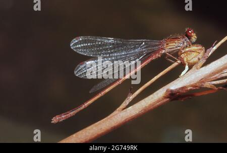 ROTE DAMSELFLIEGE, DAMSELFLIEGEN SIND INSEKTEN DER UNTERORDNUNG ZYGOPTERA. Stockfoto