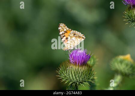 Gemalte Dame Schmetterling sitzt auf der Blume von Stacheldistel Stockfoto