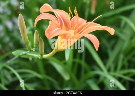 Eine Nahaufnahme einer leuchtend orangefarbenen Tageslilie, die im Garten blüht Stockfoto