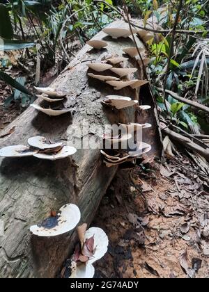 Pilze auf einem toten Baumstamm im Regenwald. Pilze Pilzarten wachsen auf kürzlich geschnittenen oder gefallenen Baumstämmen. Gefrästes Holz, verrottete Hölzer in tr Stockfoto