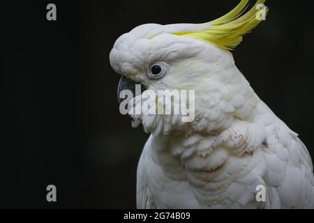 Ein Porträt eines Kakadus auf dunklem Hintergrund Stockfoto