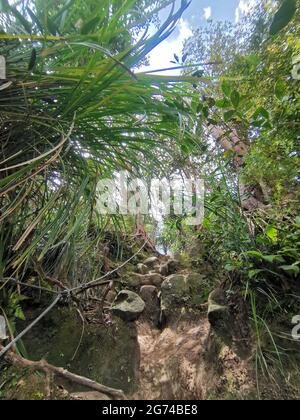 Wanderweg in einem Bergwald, Steintreppen zwischen Felsen und dichten tropischen Bäumen führen einen Weg durch den Berggipfel hinauf. Gunung Panti, Stockfoto