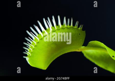 Eine Venusfliegenfalle, Venus atrapamoscas fleischfressende Pflanze Stockfoto