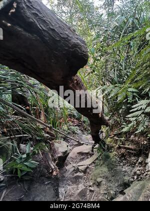 Gefallener Baumstamm auf Waldwanderweg zwischen dichtem Laub und Bäumen im tropischen Regenwald Malaysias - Gunung Panti Stockfoto