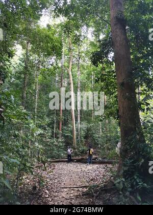 Reisende und Rucksacktouristen wandern auf dichtem Laub und Bäumen im tropischen Dschungel. Gefallener Baumstamm auf Wanderweg im Regenwald südostasiens, Gunu Stockfoto