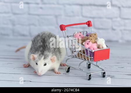 Eine kleine süße schwarz-weiße Ratte neben dem Lebensmittelkarren ist mit bunten Teddybären verpackt. Einkaufen auf dem Markt. Geschenke für Geburtstage kaufen Stockfoto