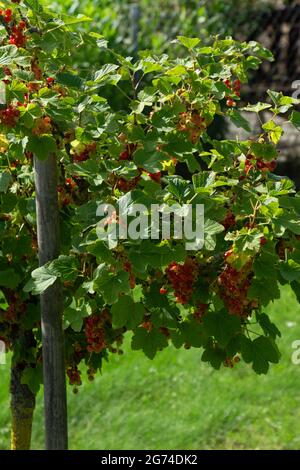 ribes rubrum mit reifen roten Beeren wächst auf Ästen am Busch Stockfoto