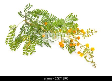 Akazie, allgemein bekannt als Wattbäume oder Akazien. Isoliert auf weißem Hintergrund. Stockfoto
