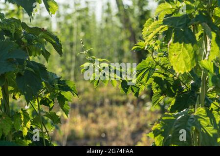Nahaufnahme von grünen Hopfenblättern auf dem Feld eines Bauern. Agrarindustrie und Bierproduktionskonzept. Stockfoto