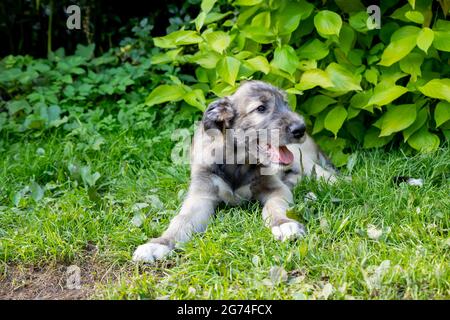 Drei Monate alter irischer Wolfhound im Garten.der Welpe der Rasse Irish Wolfhound ruht auf einem grünen Gras im Hof. Stockfoto