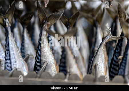 Makrele hängt in einem speziellen Metallbehälter. Der Fisch wird für den Rauchprozess vorbereitet Stockfoto