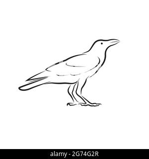 Vektor des Krähendesigns isoliert auf weißem Hintergrund. Leicht editierbare Vektorgrafik mit Ebenen. Wilde Tiere. Stock Vektor