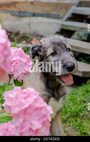 Drei Monate alter irischer Wolfhound im Garten.der Welpe der Rasse Irish Wolfhound ruht auf einem grünen Gras im Hof. Stockfoto
