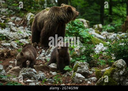 (210711) -- LJUBLJANA, 11. Juli 2021 (Xinhua) -- das Foto vom 8. Juli 2021 zeigt drei Braunbären, die im Wald in der Region Notranjska, Slowenien, auf der Nahrungssuche sind. Die Beobachtung des wilden Bären aus den Häuten wird vom slowenischen jungen Mann Miha Mlakar aus Stari trg pri Lozu in Notranjska, der Region Südsloweniens, geleitet. Er verfügt bereits über acht Standorte mit gebauten Häuten, an denen Touristen, Journalisten und andere aus kurzer Entfernung Bären in freier Wildbahn beobachten können. Slowenien hat eine hohe Bevölkerungsdichte von Braunbären in Europa. (Foto von Zeljko Stevan/Xinhua) Stockfoto