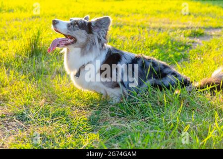 Welsh Corgi Strickjacke auf grünem Gras im Freien Stockfoto