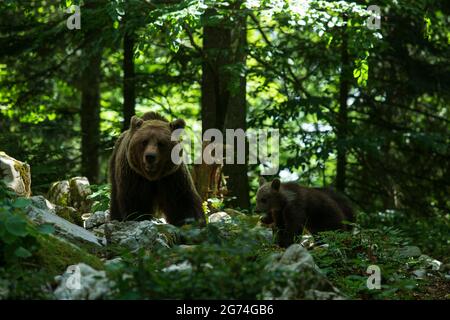 (210711) -- LJUBLJANA, 11. Juli 2021 (Xinhua) -- das Foto vom 8. Juli 2021 zeigt drei Braunbären, die im Wald in der Region Notranjska, Slowenien, auf der Nahrungssuche sind. Die Beobachtung des wilden Bären aus den Häuten wird vom slowenischen jungen Mann Miha Mlakar aus Stari trg pri Lozu in Notranjska, der Region Südsloweniens, geleitet. Er verfügt bereits über acht Standorte mit gebauten Häuten, an denen Touristen, Journalisten und andere aus kurzer Entfernung Bären in freier Wildbahn beobachten können. Slowenien hat eine hohe Bevölkerungsdichte von Braunbären in Europa. (Foto von Zeljko Stevan/Xinhua) Stockfoto