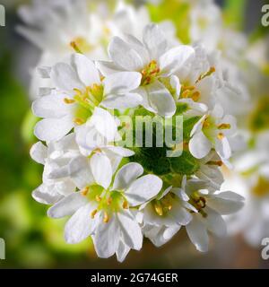 Makro aus zarten kleinen weißen Blüten. Blühender Hory-Alysum. Draufsicht auf eine Gruppe von weißen kleinen Blumen. Stockfoto