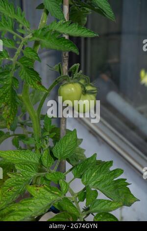 Unreife Tomaten auf Pflanzen im Freien auf einer wettergeschützten Hausfassade Stockfoto