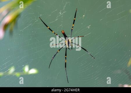 Lange Beine gelbe und schwarze Spinne auf dem Netz, ausgewählter Fokus Stockfoto