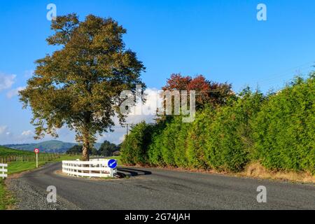 Eine Landstraße in der Region Waikato, Neuseeland, mit einem Baum, der in der Mitte wächst. Ein weißer Zaun schützt den Baum vor Autos Stockfoto
