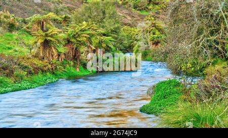 Der Waihou River in der Region Waikato, Neuseeland, fließt aus dem Busch in das Ackerland Stockfoto