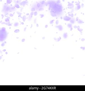 Violette Blütenblätter fallen herunter. Kühle romantische Blumen fallen Regen. Fliegendes Blütenblatt auf weißem quadratischem Hintergrund. Liebe, Romantik Konzept. Beauteous weddi Stock Vektor