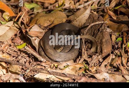 Gelbgesichtige Peitschenschlange, Demansia psammophis, auf dem Waldboden im subtropischen Regenwald, Tamborine Mountain, Australien, gewickelt und schlafend. Sommer. Stockfoto