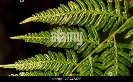 Nahaufnahme des neuen Wachstums von Grünfarn des Brackenfarns, pteridium esculentum, vor schwarzem Hintergrund. Queensland, Australien. Stockfoto