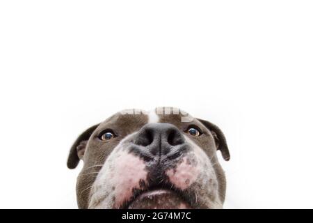 Nahaufnahme verstecken amerikanischen Bully Hundekopf. Isoliert auf weißem Hintergrund. Stockfoto