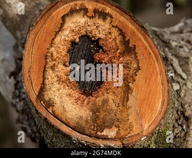 Frisch gesägtes Avocado-Baumstammbuch. Altes Totholz, umgeben von neuerem Wachstum. Avocado-Baum, Persea americana, Herbst, australischer Obstgarten Stockfoto