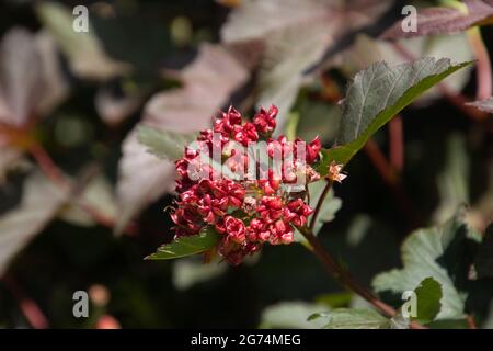 Blühende Ninebark auch Physocarpus opulifolius Diabolo genannt mit abstrakten roten Früchten Stockfoto