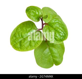 Basella alba ist unter verschiedenen gebräuchlichen Namen bekannt, darunter Malabar-Spinat, Weinspinat und Ceylon-Spinat. Isoliert auf weißem Hintergrund. Stockfoto