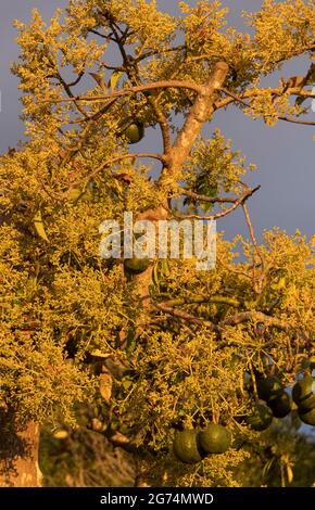Blühender Avocado-Baum (Persea americana) in einem Obstgarten auf dem Tamborine Mountain, Australien. Feder. Letzte Saison noch Früchte auf Baum. Stockfoto