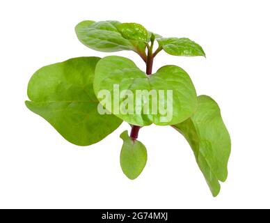 Basella alba ist unter verschiedenen gebräuchlichen Namen bekannt, darunter Malabar-Spinat, Weinspinat und Ceylon-Spinat. Isoliert auf weißem Hintergrund. Stockfoto