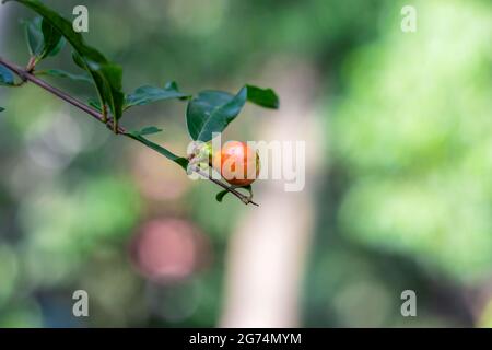 Wachsende Granatapfelblüten im heimischen Garten aus nächster Nähe Stockfoto