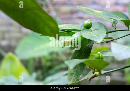 Neugeborene Zitronen wachsen auf dem Baum im heimischen Garten aus nächster Nähe Stockfoto