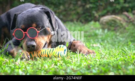 Rottweiler Hund trägt Sonnenbrille, sieht lustig und cool aus. Speicherplatz kopieren. Stockfoto