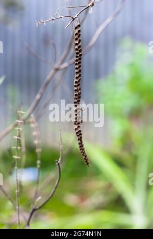 Kleine Wespe baut ein Nest unter einem kleinen heiligen Basilikumzweig im Garten aus der Nähe Stockfoto