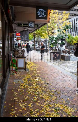 Herbstbäume in der zentralen Stadtstraße, Wellington, Nordinsel, Neuseeland Stockfoto