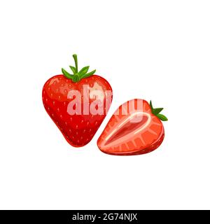 Erdbeere isoliert Vektor wild oder Garten-Beere, reife Pflanze mit grünem Stamm auf weißem Hintergrund. Cartoon frische ganze und halbe Beeren, gesunde Ernährung, o Stock Vektor