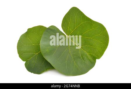 Cercis siliquastrum, allgemein bekannt als Judas-Baum oder Judas-Baum. Isoliert auf weißem Hintergrund Stockfoto