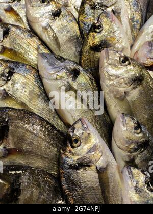 Auf dem Markt sind frische Goldkopfseebream-Fische Stockfoto