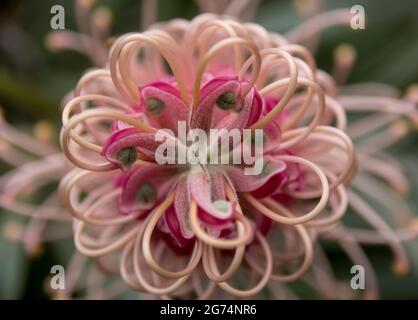 Am Ende der Nahaufnahme der hellrosa einheimischen australischen grevillea-Blume, die einen perfekten Kreis bildet. Filigran, detailreich und symmetrisch. Garden, Queensland, Australien Stockfoto