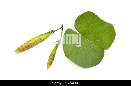 Cercis siliquastrum, allgemein bekannt als Judas-Baum oder Judas-Baum. Isoliert auf weißem Hintergrund Stockfoto