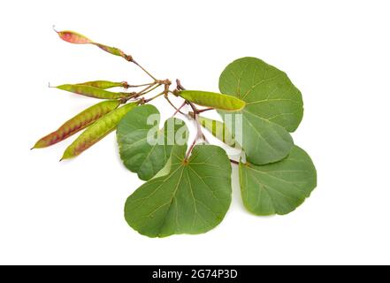 Cercis siliquastrum, allgemein bekannt als Judas-Baum oder Judas-Baum. Isoliert auf weißem Hintergrund Stockfoto