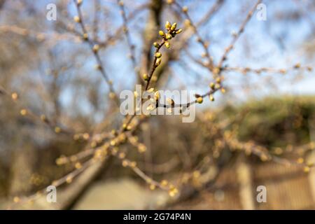 Im Frühjahr wächst an den Ästen des Kirschbaums erste zarte Blüte Stockfoto