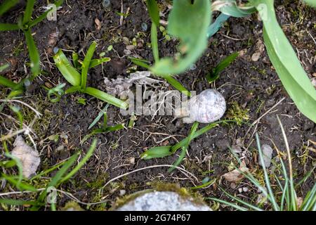 Eine römische Schnecke sucht im Garten nach Futter auf dem Bett mit etwas Unkraut Stockfoto
