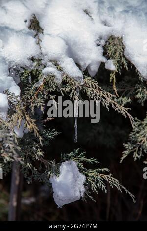 Wunderbare Eiszapfen, die im Winter am Ast eines Nadelbaums im Garten hängen Stockfoto